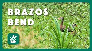 Brazos Bend | Postcard From Texas
Abundant wildlife including birds, reptiles, and insects put on a show during a blustery morning at Brazos Bend State Park.
Full Episode: https://youtu.be/0SK44JC-LKk
Texas Parks and Wildlife Episode 11, Season 40, Program 3411
When to watch on Texas PBS stations: https://tpwd.texas.gov/newsmedia/tv/tvwhere.phtml
More relaxing scenes of nature: https://youtube.com/playlist?list=PL7ZG8MkruQh1cONla-vveTBNRpCEkLHxT&si=AunOOA8qPaHOwlbY
#nature #relaxing #outdoors #texas #texasoutdoors #relaxingnature #wildlife #reptiles #birds #insects Brazos Bend | Postcard From Texas