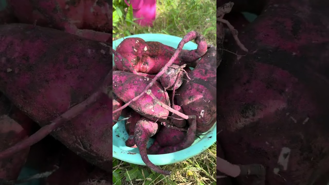 Nay làm cỏ vườn không ngờ đào được mấy củ khoai lang siêu to 