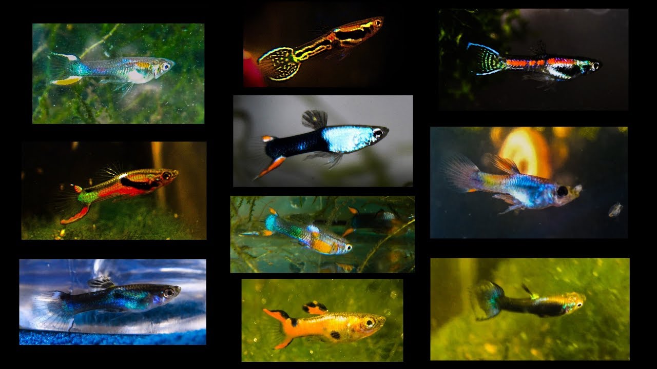 My most beautiful Endlers of 2017 Top 10 (Rare & New Strains) ᴴᴰ