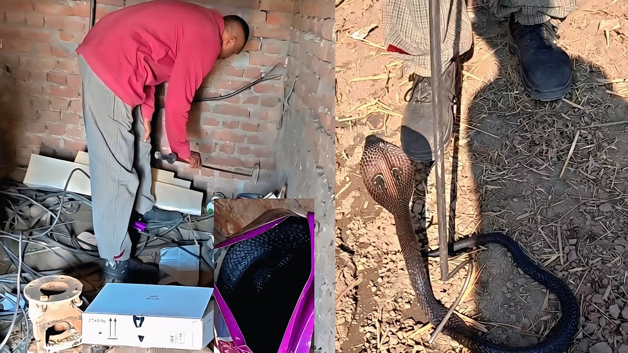दवाई के पैकेट में घात लगाकर बैठा ब्लैक कोबरा देखें कैसे रेस्क्यू किया...