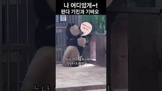 나 어디있게:판다 기진과 기바오:#panda #大熊猫奇珍 #重庆动物园
