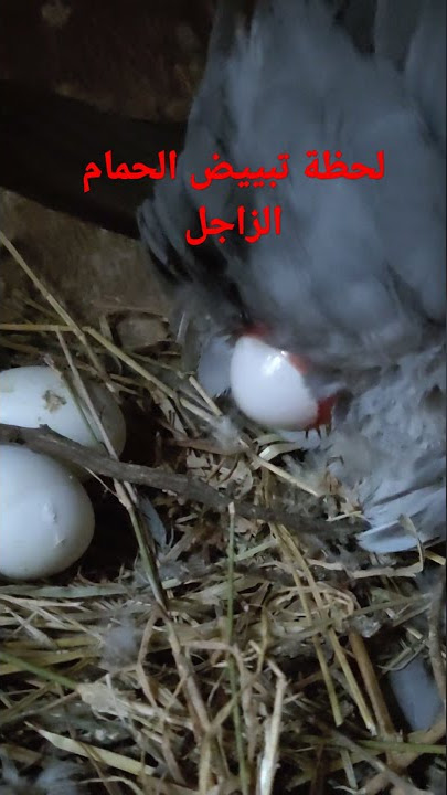 لحظة تبييض الحمام الزاجل