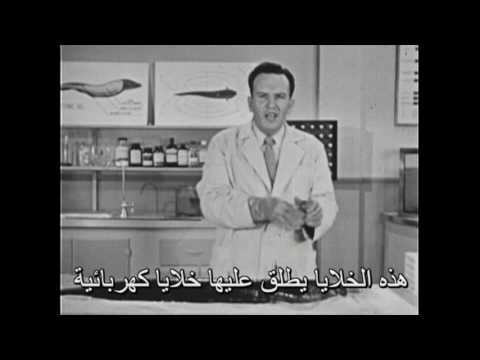     ثعبان البحر الكهربائي مترجم للعربية