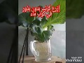 زراعة الكرنب( الملفوف) بدون بذور فى كوب ماء