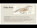 Class 11| BIOLOGY| Chapter 1| Class Aves and Mammalia | New course