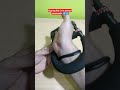 Video Image
