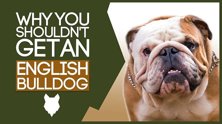 ENGLISH BULLDOG! 5 reasons you SHOULD NOT GET A English Bulldog - DayDayNews