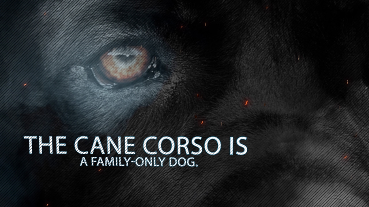 The Cane Corso【DobermanTimes®】