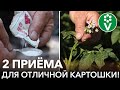 УВЕЛИЧЬТЕ УРОЖАЙ КАРТОФЕЛЯ НА 40% ЗА 5 МИНУТ! 2 простых приёма для более крупного и лёжкого урожая