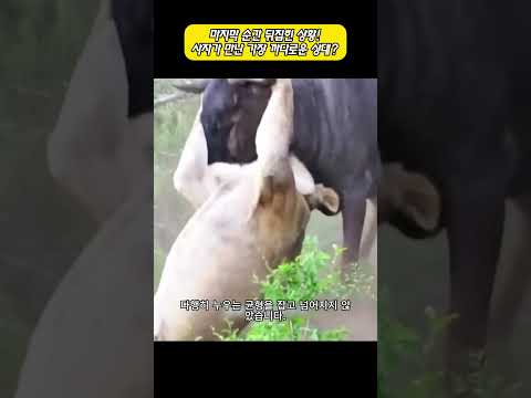 마지막 순간 뒤집힌 상황! 사자가 만난 가장 까다로운 상대? thumbnail