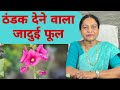 Gulkheru flower benefits  benefits of gulkeru what happens if you eat gulkeru ayurveda