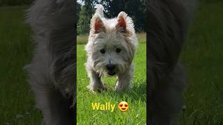 Wally our West Highland White Terrier with his big brown eyes      #shortsfeed