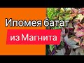 Батат из Магнита//Как поживает?//Уход и подкормка!🍀🥔