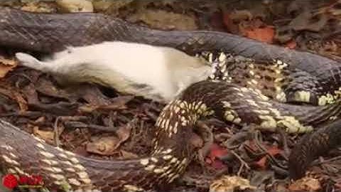 Amazing Capuchin Monkey Save Mouse When Snake Swallow 2017 - Statue God