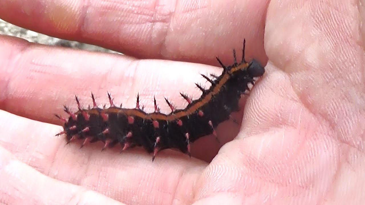 This is what happens when you crush a caterpillar with sharp