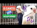 Canto do Agapornis para esquentar o seu