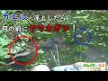 カエル、浮上したら目の前にヤマカガシ【ヘビ/snake】