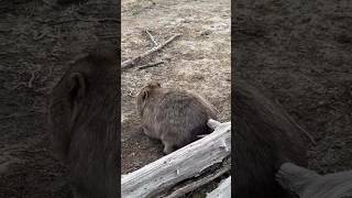 Wombat dance💃#wombat #core #funnyanimals #animal #fypシ #funny #foryou #us #viral #cuteanimals #cute