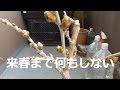 藤の花芽が付かない人用剪定方法