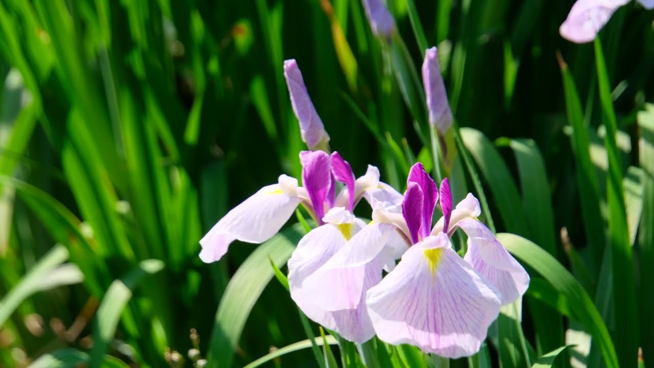 4K] 初夏の装い 花菖蒲咲く白鷺公園 2026.5.29 大阪府堺市東区白鷺町