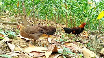 Bẫy Gà Rừng Bằng Mồi Mái Cực Nhanh | Hoàng Thắng