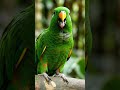 एक तोता 🦜#viral #ai #shorts