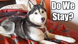 My Husky's Bad Hotel Experience (Did we stay?)