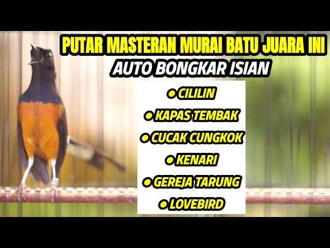 MASTERAN MEWAH MURAI GACOR FULL ISIAM CILILIN KENARI LOVEBIRD KAPAS TEMBAK DLL