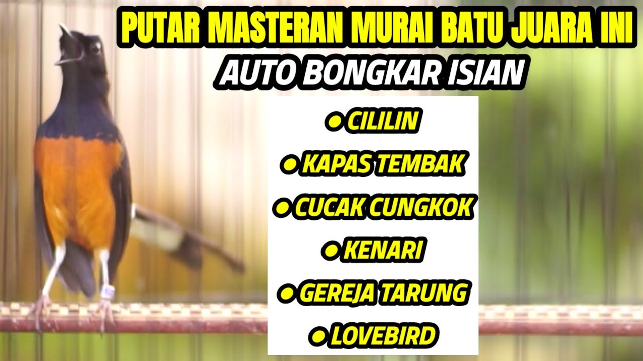 MASTERAN MEWAH MURAI GACOR FULL ISIAM CILILIN KENARI LOVEBIRD KAPAS TEMBAK DLL