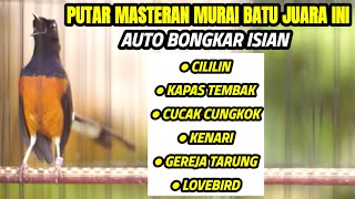 Masteran Mewah Murai Gacor  Isiam Cililin Kenari Lovebird Kapas Tembak Dll