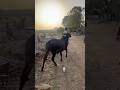 #explore #cow #cattleworld #cattlefarm #explorepage #bull #trending #viralvideo #viralshorts #trend