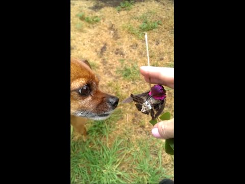 Hummingbird Rescue and A Little Dog's Love -Gotta See this!