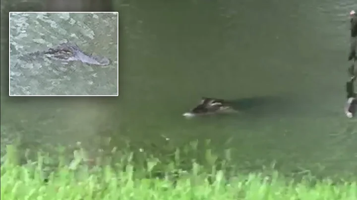 See 2 Alligators Swim In Woman's Backyard During H...