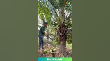 The Skill of Coconut Harvesting: A Tropical Tradition #coconutpalm #tropicalfarming #harvesting