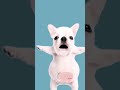 pibble #cjte #