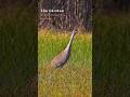 A Sandhill Crane hunting in the reeds