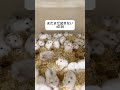 #ハムスター#ハムスター好き #ハムスターかわいい面白い #ハムスターのいる生活 #ハムスター癒し #ハムスター好きと繋がりたい #ハムスター動画 #ハムスターの赤ちゃん