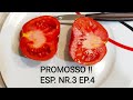 Esperimento Nr3 Ep4 Cuore di Bue Promosso Ottimo gusto