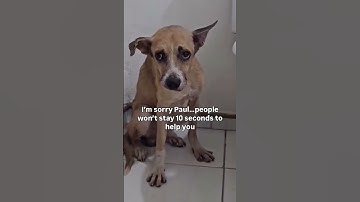 Don’t scroll past. Your help could mean everything. 💔 For any support, link in bio to donate. 🐾