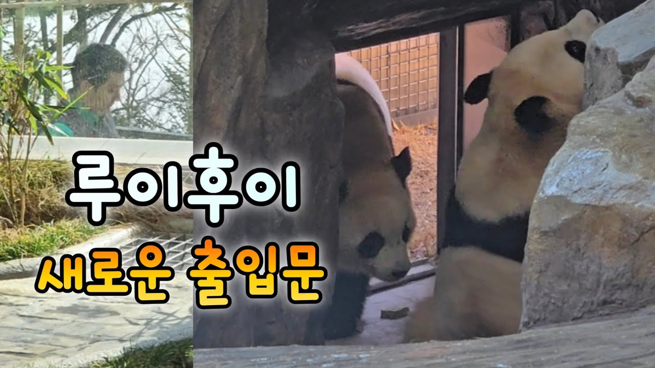 루이후이 물놀이하고 들어온 루이는 후이만 찾고..작은 할부지가 해결하러 출동💕 26.03.04 Everland Ruibao Huibao 