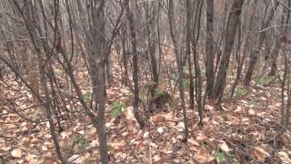 Setters and Grouse with Long Gone Kennels