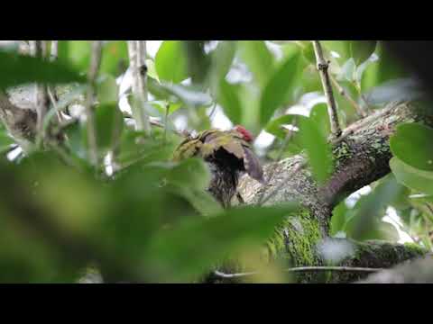 Streak breasted woodpecker