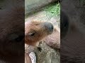 คาปิบาร่าขี้หวง? #wjexotic #capybara #exotic #animals #คาปิบาร่า #หมากีวี #หมามะพร้าว