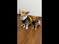 It's getting colder, so I prepared a few coats for my dog. #CutePetGoods #ActingDog