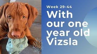 Week 29-44 with our 1 year old Vizsla