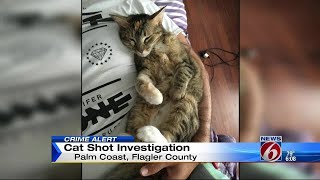 Cat shot in the face in Palm Coast