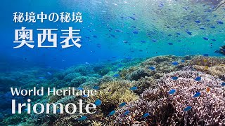 Snorkeling in World Heritage Iriomote  | Mariudo | Sakiyama Amitori | シュノーケリング@奥西表（崎山＆網取）