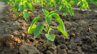 মরিচের বীজ থেকে চারা তৈরীর পদ্ধতি | How to Grow Chilies From Seeds