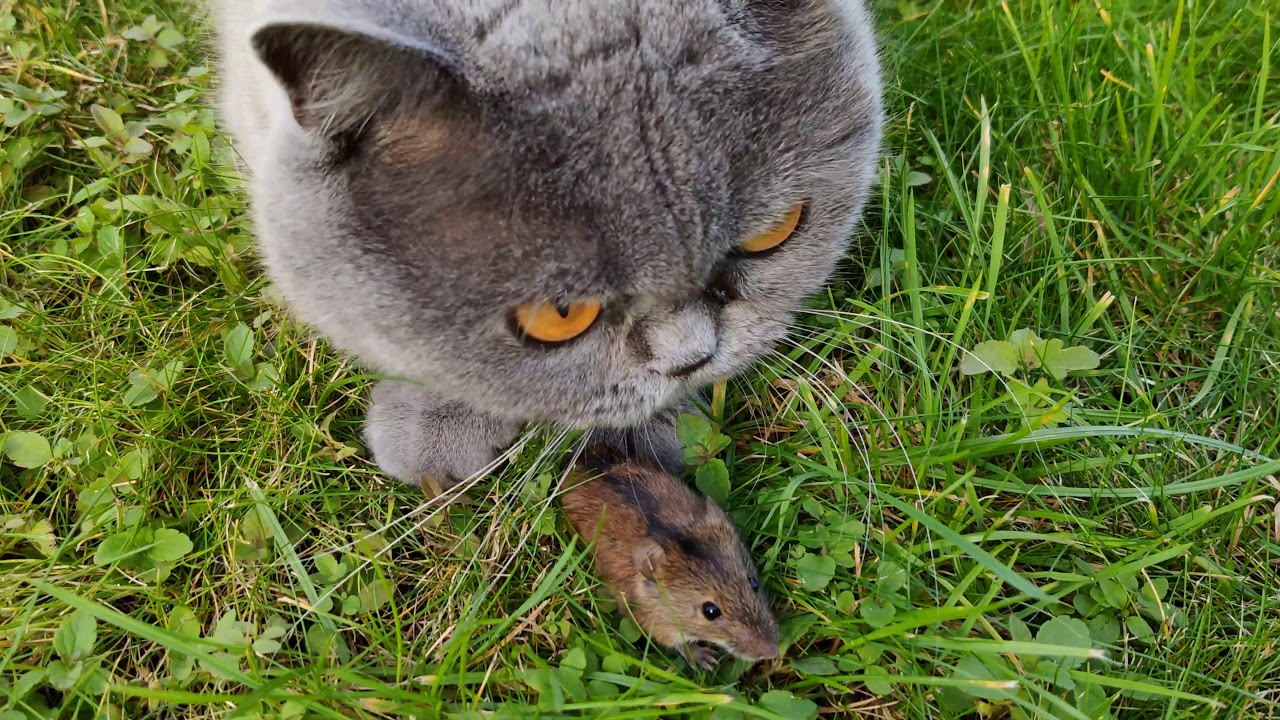 Коты против мышей. Кот против мышки. Кот против мыши. Мыши против кота играть.