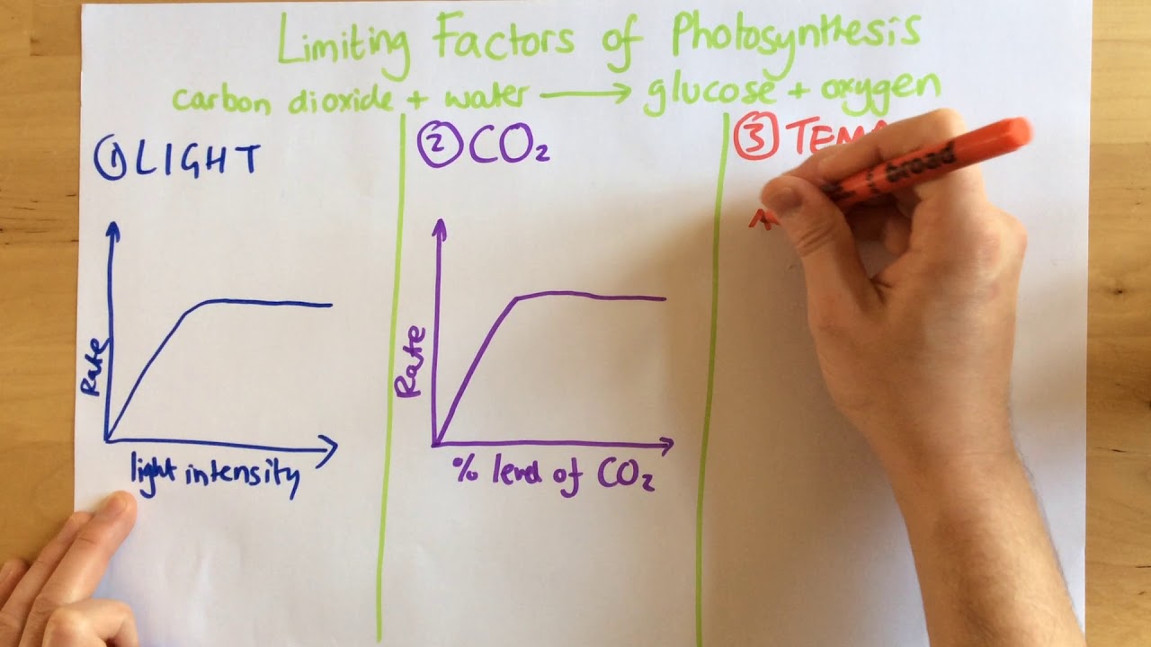 Limiting Factors Of Photosynthesis - P48 (Foundation P47)